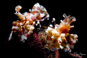 Harlequin shrimps (Hymenocera elegans), Bali. by Filip Staes 